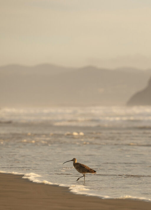 Informations pratiques Échappée Baie Oiseau dans la baie du Mont Saint-Michel